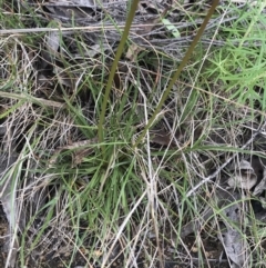 Stylidium graminifolium (grass triggerplant) at Mount Clear, ACT - 16 Dec 2021 by BrianH