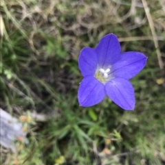 Wahlenbergia stricta subsp. stricta at Mount Clear, ACT - 16 Dec 2021 04:42 PM