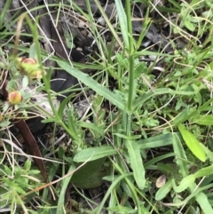 Wahlenbergia stricta subsp. stricta at Mount Clear, ACT - 16 Dec 2021