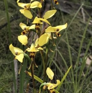 Diuris sulphurea at Mount Clear, ACT - suppressed