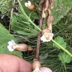 Gastrodia sesamoides (Cinnamon Bells) at Mount Clear, ACT - 16 Dec 2021 by BrianH