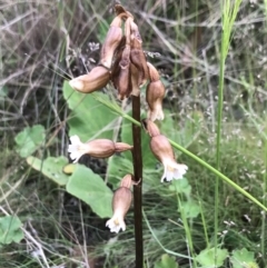 Gastrodia sesamoides at Mount Clear, ACT - suppressed