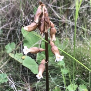 Gastrodia sesamoides at Mount Clear, ACT - 16 Dec 2021