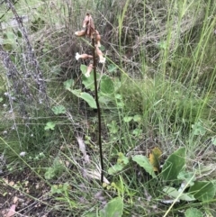 Gastrodia sesamoides at Mount Clear, ACT - suppressed