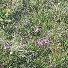 Stylidium graminifolium (grass triggerplant) at Mount Clear, ACT - 16 Dec 2021 by BrianH