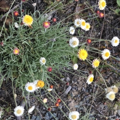 Leucochrysum albicans subsp. tricolor (Hoary Sunray) at Rendezvous Creek, ACT - 16 Dec 2021 by BrianH