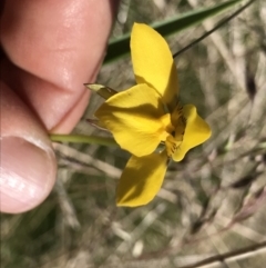 Diuris monticola (Highland Golden Moths) at Cotter River, ACT - 20 Dec 2021 by BrianH