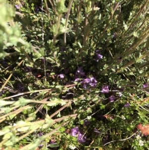 Euphrasia collina subsp. paludosa at Cotter River, ACT - 20 Dec 2021