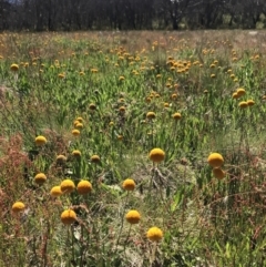 Craspedia aurantia var. aurantia (Orange Billy Buttons) at Cotter River, ACT - 20 Dec 2021 by BrianH