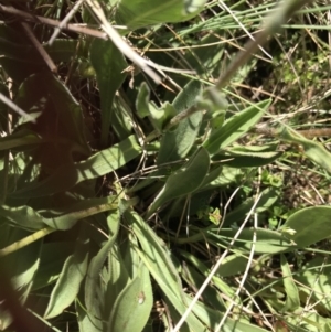 Craspedia aurantia var. aurantia at Cotter River, ACT - suppressed