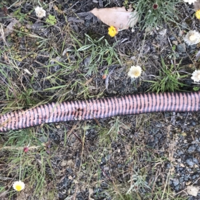 Pseudechis porphyriacus (Red-bellied Black Snake) at Namadgi National Park - 16 Dec 2021 by BrianH