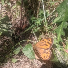 Heteronympha merope (Common Brown Butterfly) at Lake George, NSW - 20 Dec 2021 by MPennay