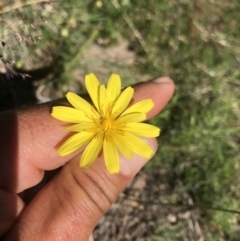 Microseris lanceolata (Yam Daisy) at Rendezvous Creek, ACT - 4 Dec 2021 by BrianH