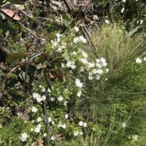 Stellaria pungens at Mount Clear, ACT - 4 Dec 2021 11:15 AM