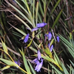 Stypandra glauca (Nodding Blue Lily) at Conder, ACT - 20 Oct 2021 by MichaelBedingfield