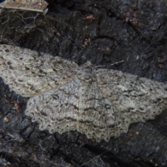 Ectropis fractaria (Ringed Bark Moth) at Conder, ACT - 29 Nov 2021 by michaelb