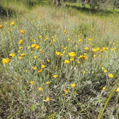 Chrysocephalum apiculatum (Common Everlasting) at Tennent, ACT - 9 Nov 2021 by michaelb