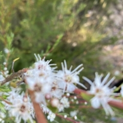 Kunzea ericoides at Molonglo Valley, ACT - 21 Dec 2021