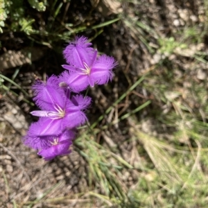 Thysanotus tuberosus at Molonglo Valley, ACT - 21 Dec 2021