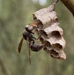 Ropalidia plebeiana (Small brown paper wasp) at ANBG - 18 Dec 2021 by AJB