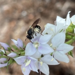 Lasioglossum (Chilalictus) sp. (genus & subgenus) (Halictid bee) at ANBG - 18 Dec 2021 by AJB