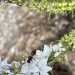 Lasioglossum (Chilalictus) sp. (genus & subgenus) at Acton, ACT - 18 Dec 2021