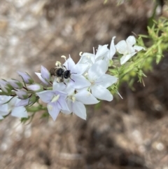 Lasioglossum (Chilalictus) sp. (genus & subgenus) at Acton, ACT - 18 Dec 2021