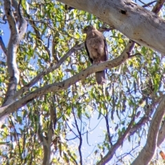 Tachyspiza fasciata (Brown Goshawk) at Splitters Creek, NSW - 21 Dec 2021 by Darcy