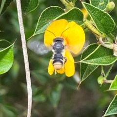 Megachile (Hackeriapis) oblonga (A Megachild bee) at ANBG - 18 Dec 2021 by AJB