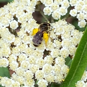 Lasioglossum (Chilalictus) sp. (genus & subgenus) at Acton, ACT - 18 Dec 2021 11:58 AM