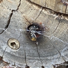 Megachile (Hackeriapis) oblonga (A Megachild bee) at ANBG - 18 Dec 2021 by AJB