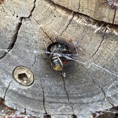 Megachile (Hackeriapis) oblonga (A Megachild bee) at Acton, ACT - 18 Dec 2021 by AJB