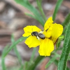Lasioglossum (Chilalictus) sp. (genus & subgenus) (Halictid bee) at ANBG - 18 Dec 2021 by AJB