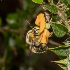 Xylocopa (Lestis) aerata (Golden-Green Carpenter Bee) at ANBG - 20 Dec 2021 by Roger