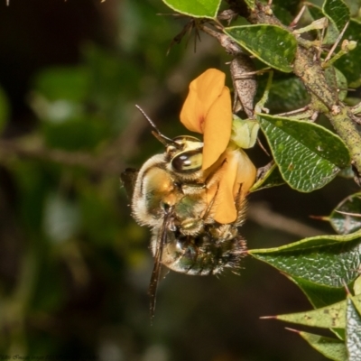 Xylocopa (Lestis) aerata (Golden-Green Carpenter Bee) at Acton, ACT - 21 Dec 2021 by Roger