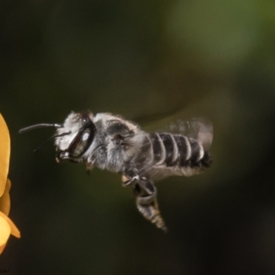 Megachile (Eutricharaea) serricauda (Leafcutter bee, Megachilid bee) at Acton, ACT - 21 Dec 2021 by Roger