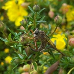 Cerdistus sp. (genus) (Yellow Slender Robber Fly) at ANBG - 18 Dec 2021 by AJB