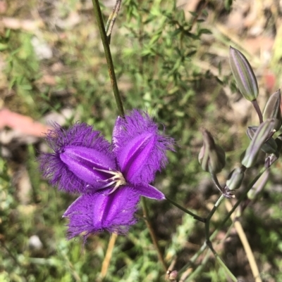 Thysanotus tuberosus (Common Fringe-lily) at Gossan Hill - 19 Dec 2021 by goyenjudy