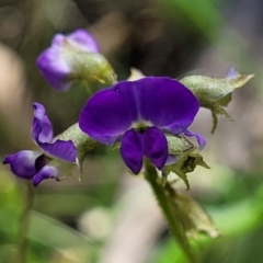 Glycine clandestina (Twining Glycine) at Bonner, ACT - 21 Dec 2021 by trevorpreston