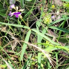 Glycine clandestina at Bonner, ACT - 21 Dec 2021