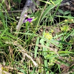 Glycine clandestina at Bonner, ACT - 21 Dec 2021