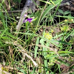 Glycine clandestina at Bonner, ACT - 21 Dec 2021