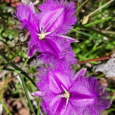 Thysanotus tuberosus (Common Fringe-lily) at Bonner, ACT - 21 Dec 2021 by trevorpreston