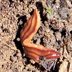 Anzoplana trilineata at Bonner, ACT - 21 Dec 2021