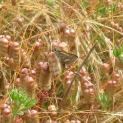 Taractrocera papyria (White-banded Grass-dart) at Symonston, ACT - 14 Dec 2021 by Christine