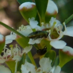 Diphucrania sp. (genus) at Boro, NSW - 20 Dec 2021