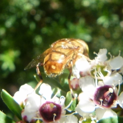 Eristalinus (genus) (A Hover Fly) at Boro, NSW - 20 Dec 2021 by Paul4K