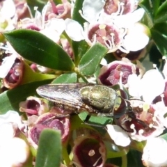 Stomorhina sp. (genus) (Snout fly) at Boro, NSW - 20 Dec 2021 by Paul4K