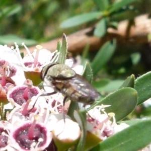 Stomorhina sp. (genus) at Boro, NSW - 20 Dec 2021