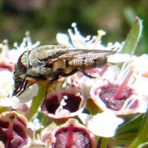 Stomorhina sp. (genus) at Boro, NSW - 20 Dec 2021